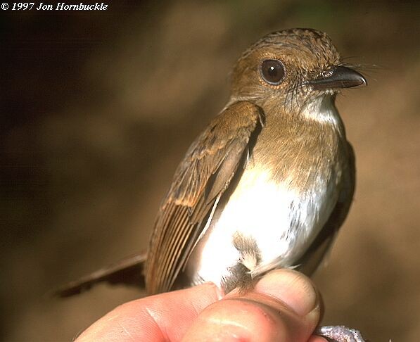 Negros Jungle Flycatcher - ML377981021