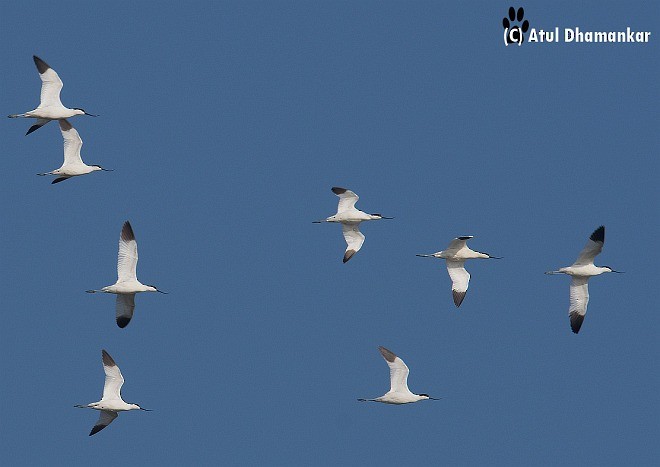 Pied Avocet - ML377981091