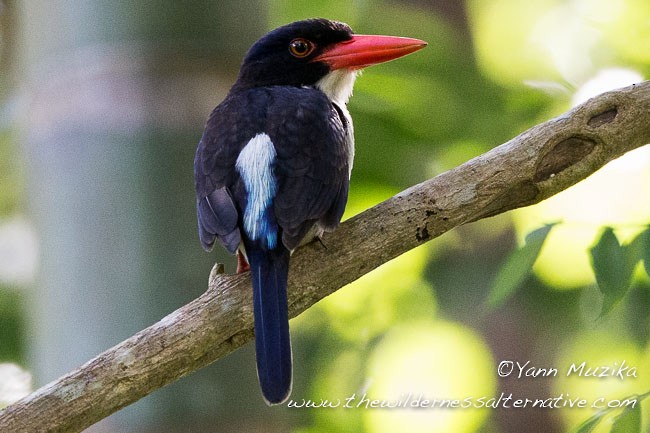 White-rumped Kingfisher - ML377981891