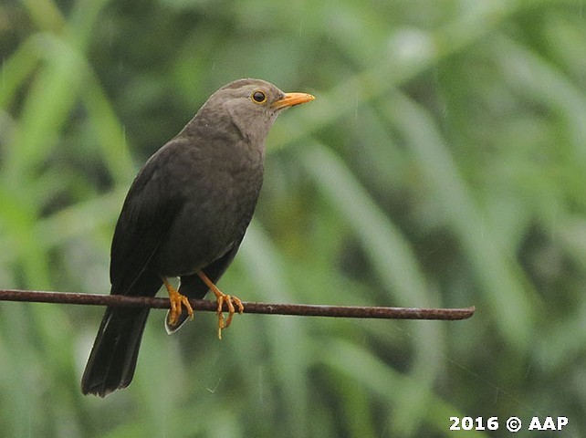 Südseedrossel (whiteheadi/stresemanni) - ML377981921