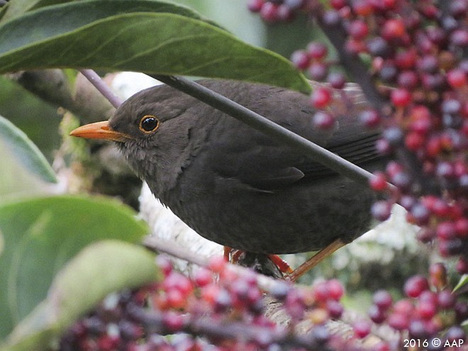 Südseedrossel (whiteheadi/stresemanni) - ML377981961