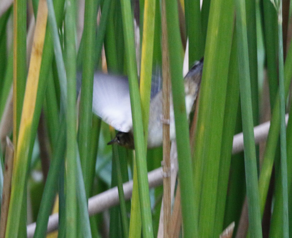 Pallas's Grasshopper Warbler - Fadzrun A.