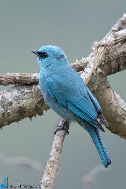 Verditer Flycatcher - ML377982421