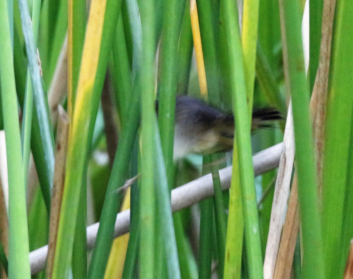 Pallas's Grasshopper Warbler - Fadzrun A.