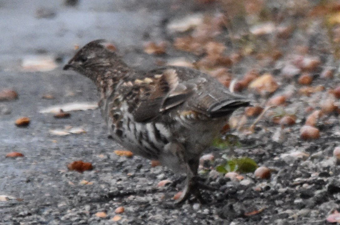 Ruffed Grouse - ML377982651