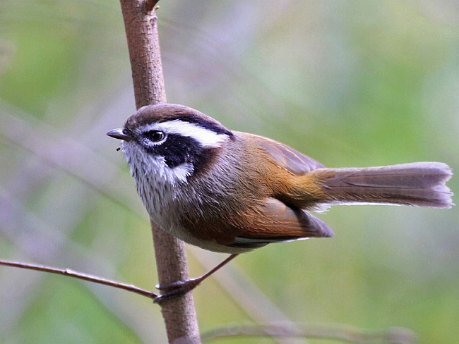 White-browed Fulvetta - ML377983001