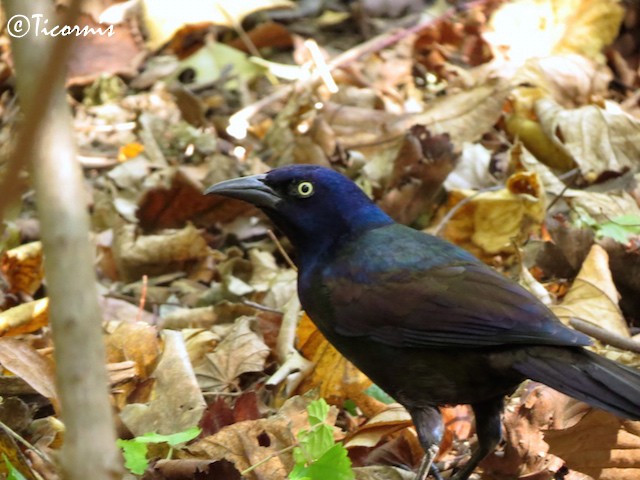 Common Grackle - Rafael Campos-Ramírez