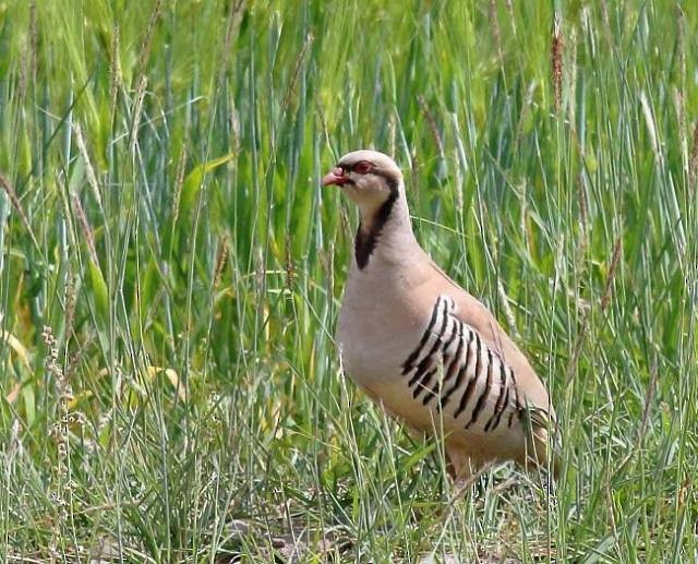 Chukar - ML377983381