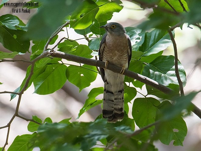 Common Hawk-Cuckoo - ML377983571