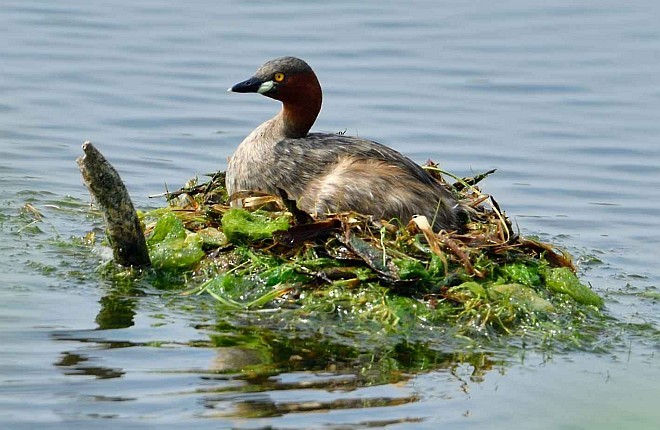 Little Grebe - ML377984851