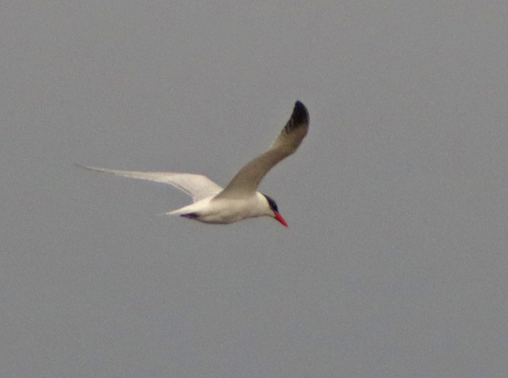 Caspian Tern - ML377985341