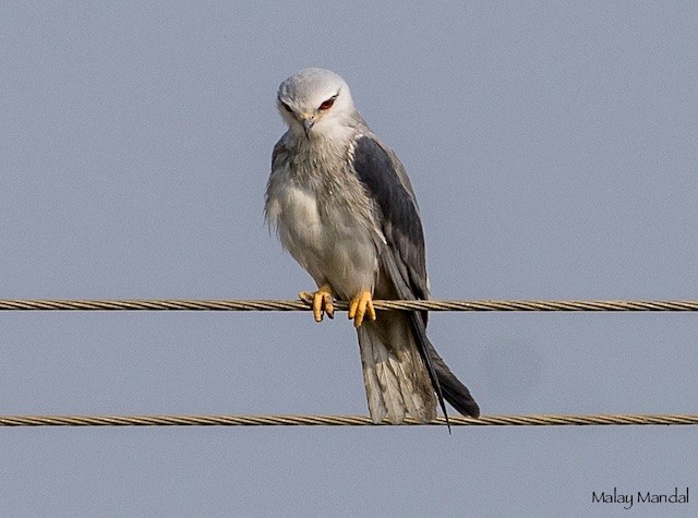 Black-winged Kite (Asian) - ML377985581
