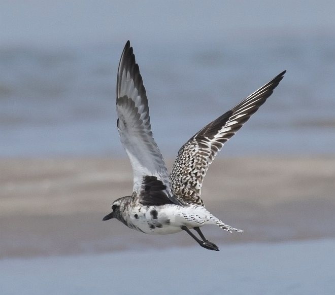 Black-bellied Plover - ML377985851