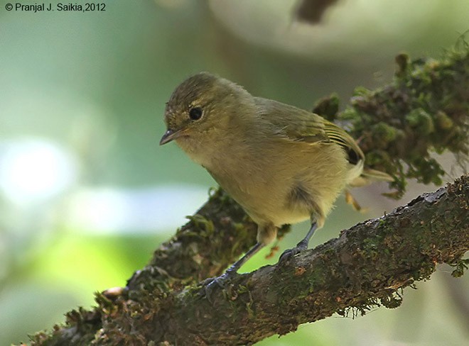 Yellow-browed Tit - ML377986301