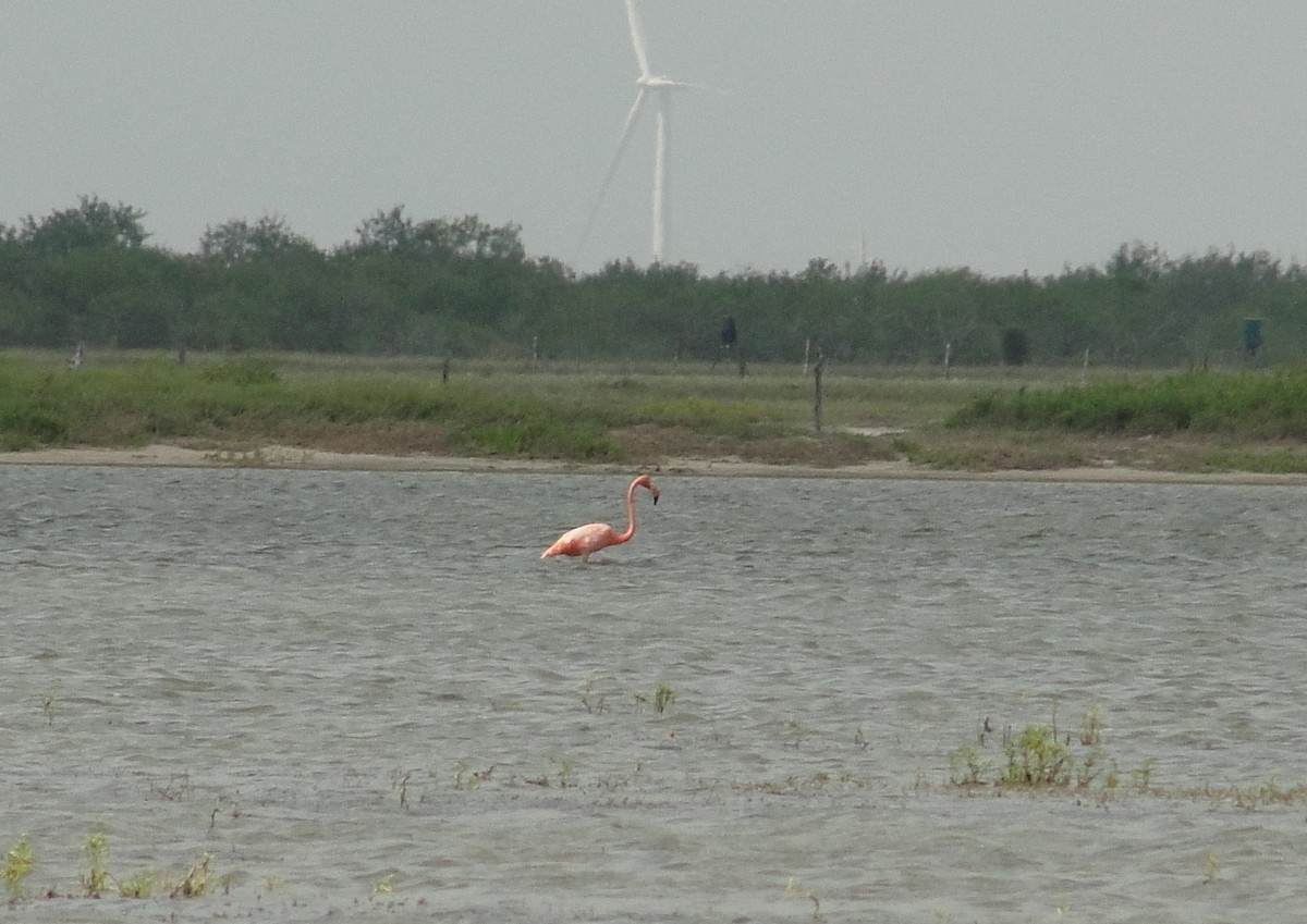 American Flamingo - Isidro Montemayor