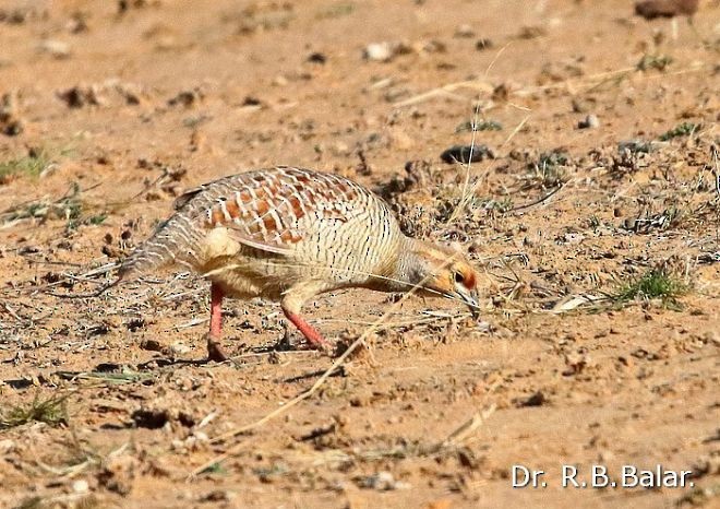 Gray Francolin - ML377986851