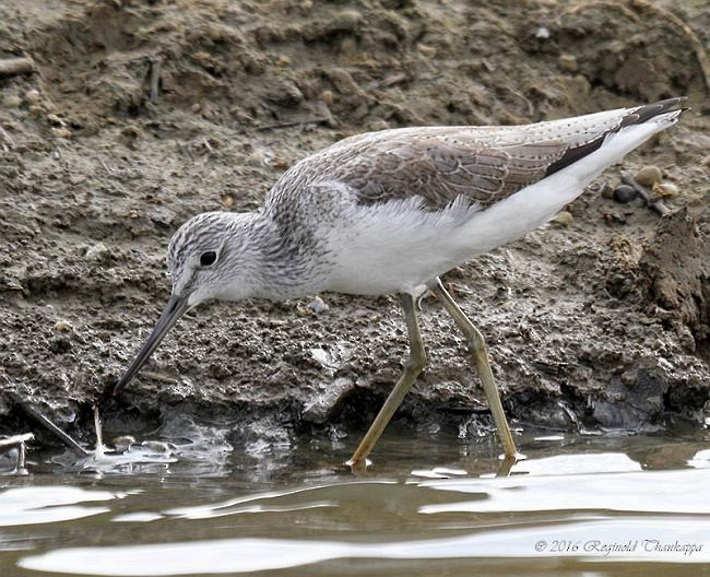 Common Greenshank - ML377988061