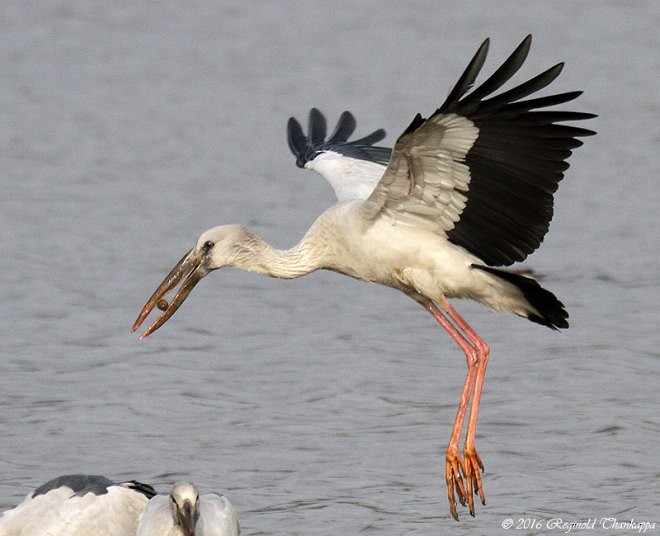 Asian Openbill - ML377988071