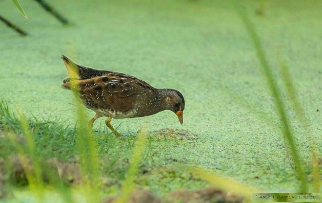 Spotted Crake - ML377988111