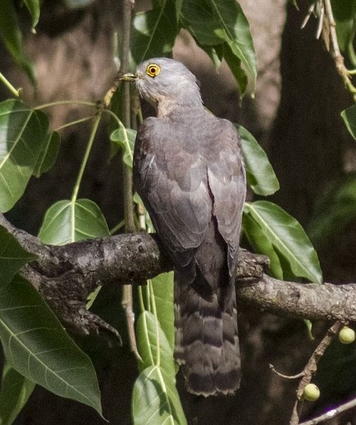 Common Hawk-Cuckoo - ML377988291