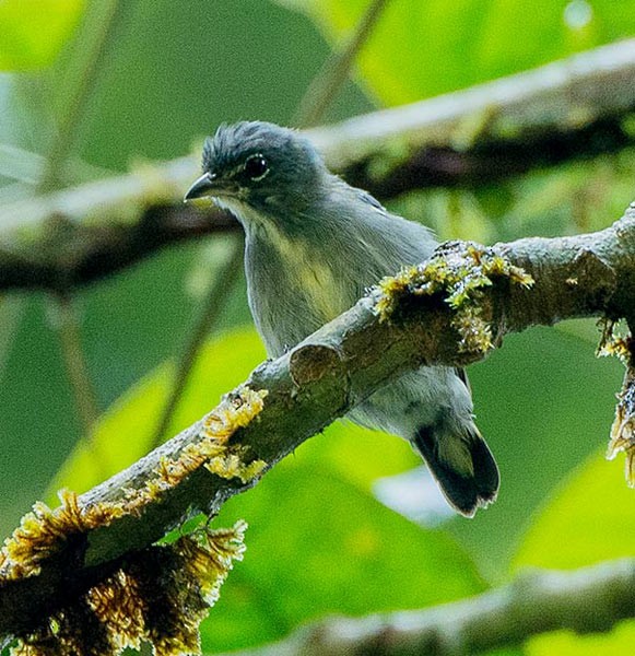 Spectacled Flowerpecker - ML377988421