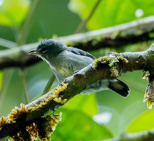 Spectacled Flowerpecker - ML377988451