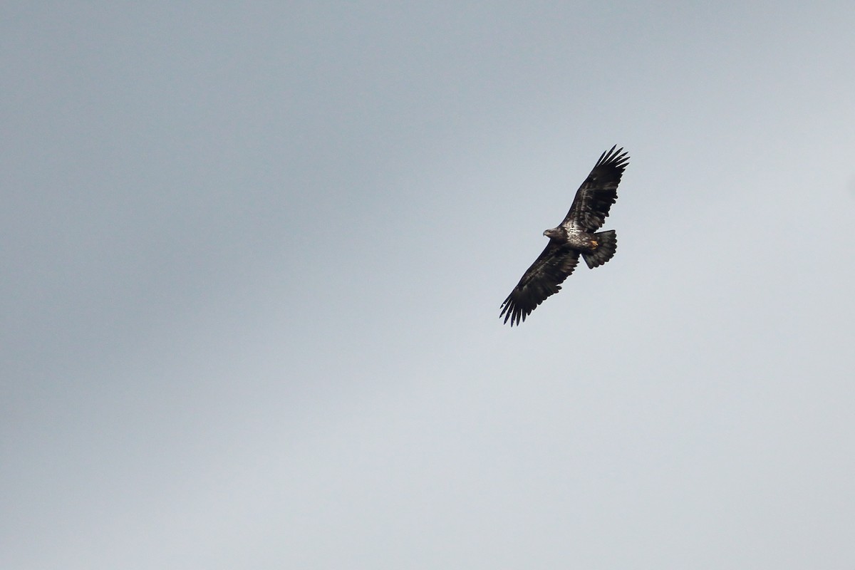 Bald Eagle - bellemare celine