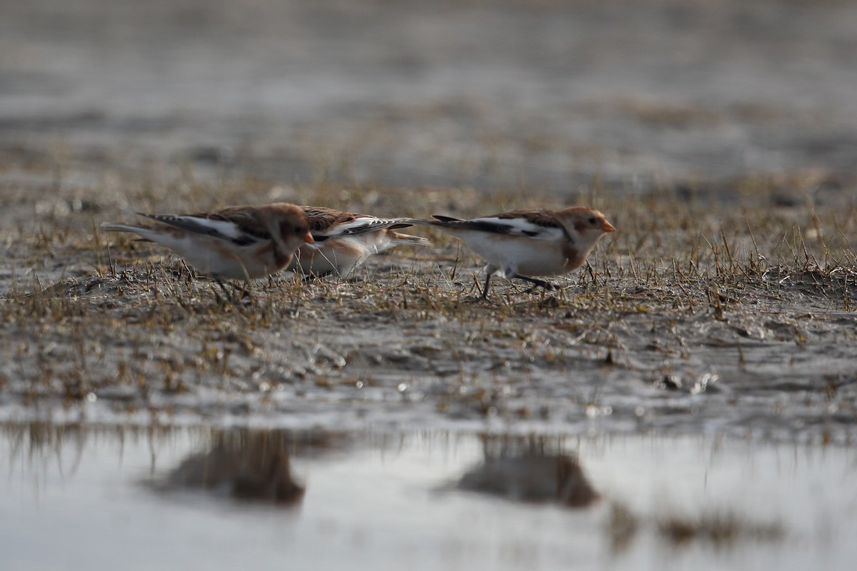 Snow Bunting - bellemare celine