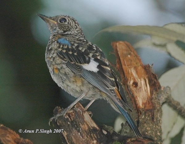 Blue-capped Rock-Thrush - ML377989731