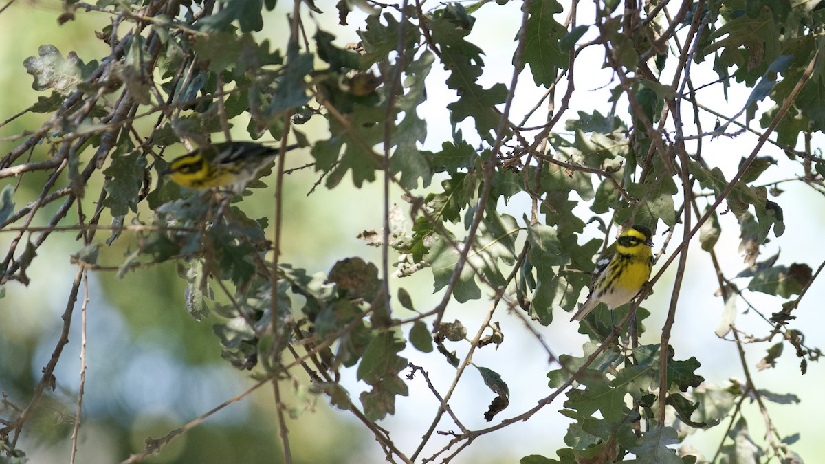 Townsend's Warbler - ML377989901