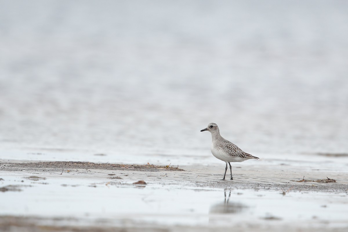 Black-bellied Plover - ML37798991