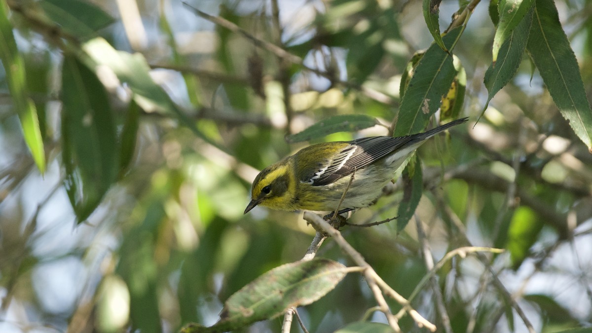 Townsend's Warbler - ML377989921