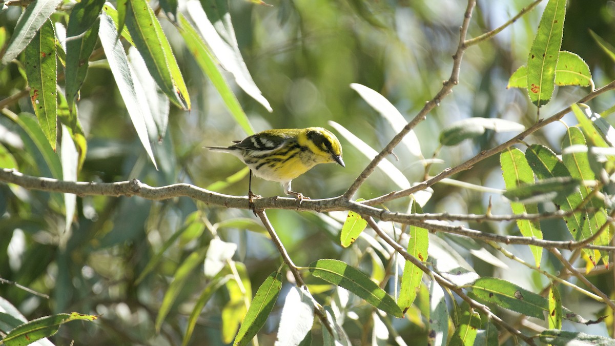 Townsend's Warbler - ML377989981