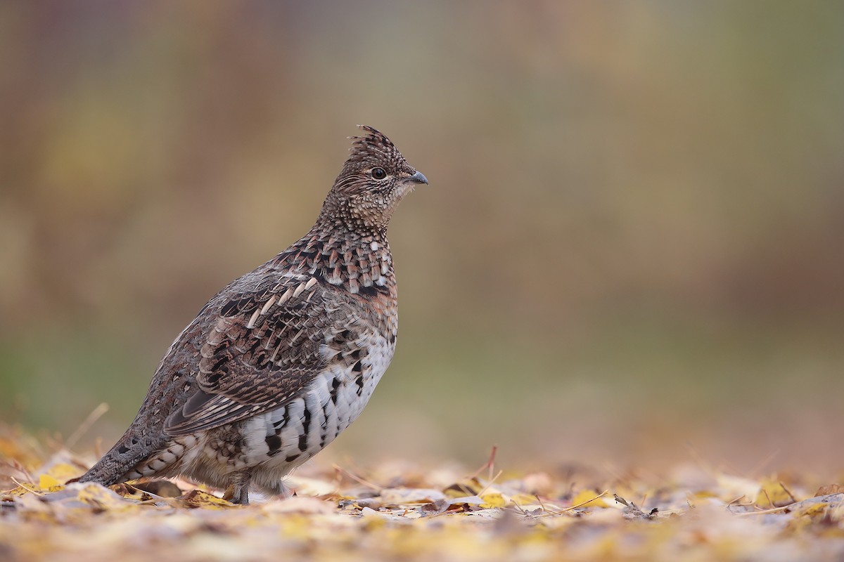 Ruffed Grouse - ML37799001