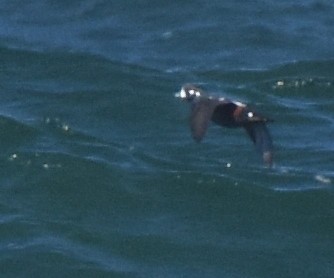 Harlequin Duck - ML377991251