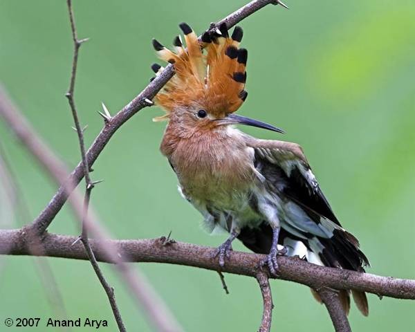 Eurasian Hoopoe - ML377991591