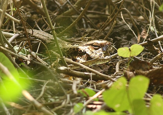 Sulawesi Nightjar - ML377992251