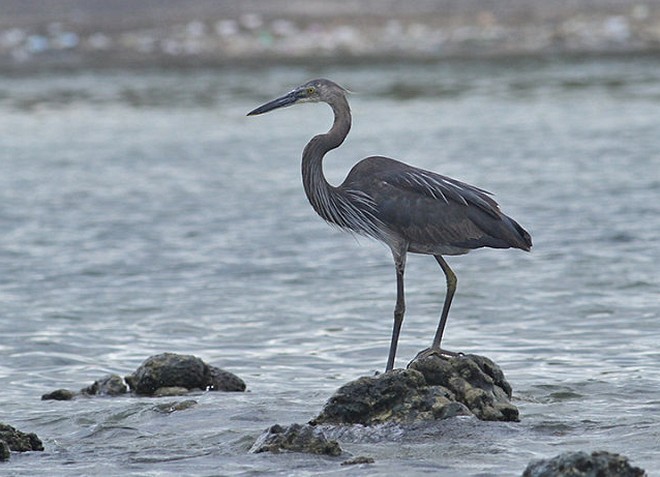 Great-billed Heron - ML377992311