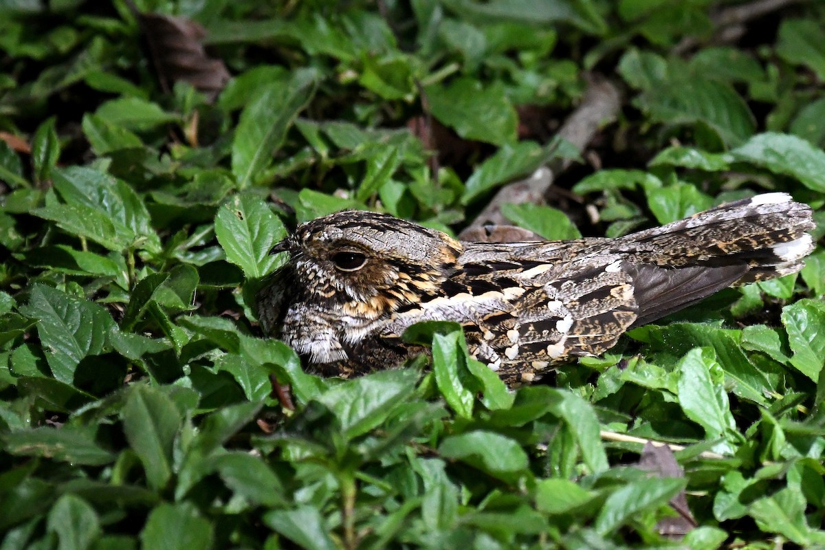 Little Nightjar - ML37799321