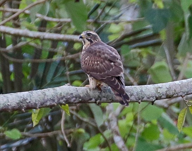 Gray-faced Buzzard - ML377993661