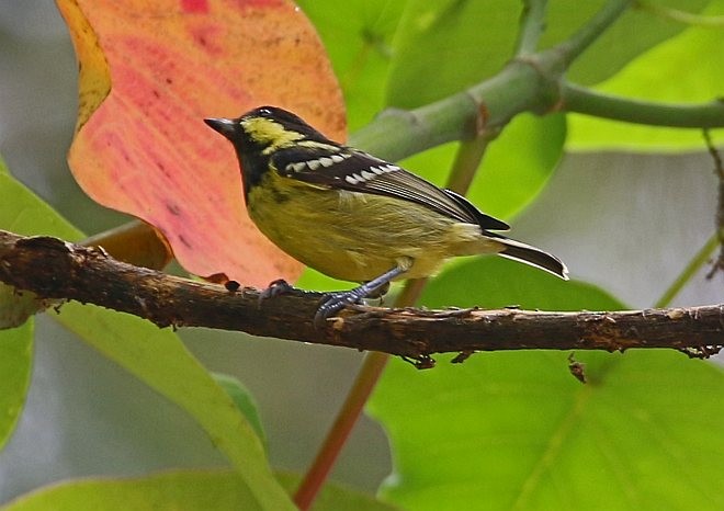 Elegant Tit - ML377993691