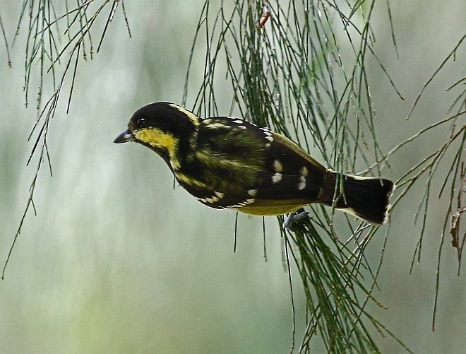 Elegant Tit - ML377993911