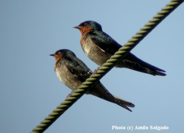 Hill Swallow - Amila Salgado