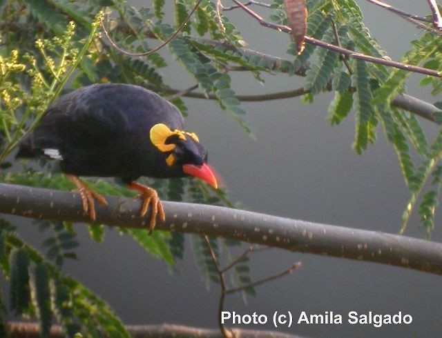 Southern Hill Myna - ML377994141