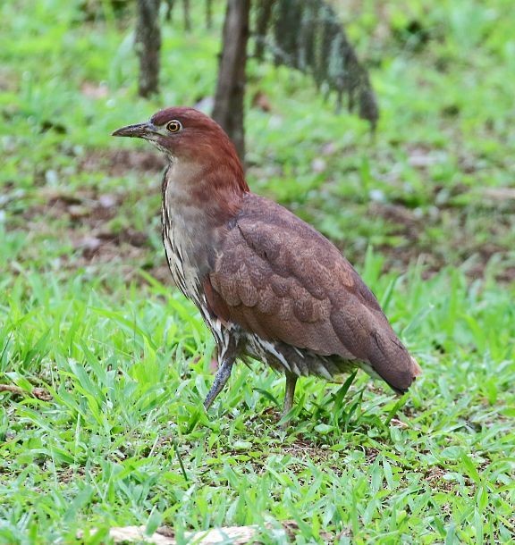 Japanese Night Heron - ML377994341