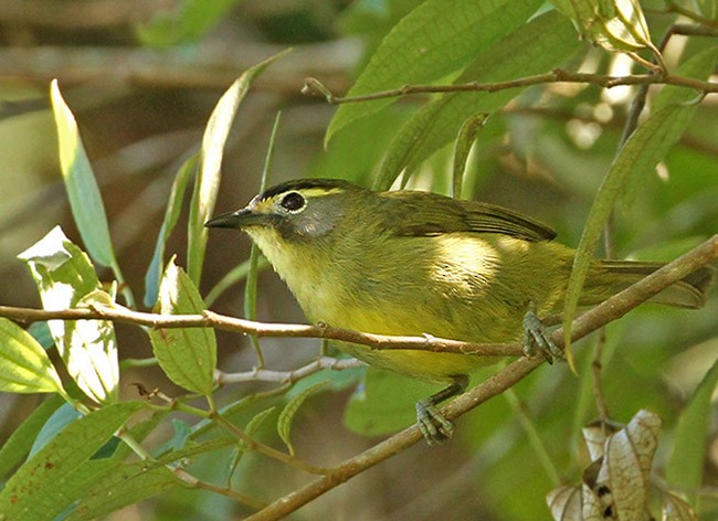 Gelbbrauen-Brillenvogel - ML377994871