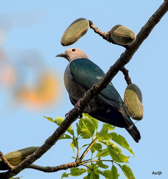 Green Imperial-Pigeon (Green) - ML377995091