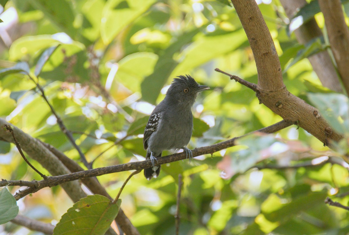 Upland Antshrike - Jaime Valenzuela Trujillo