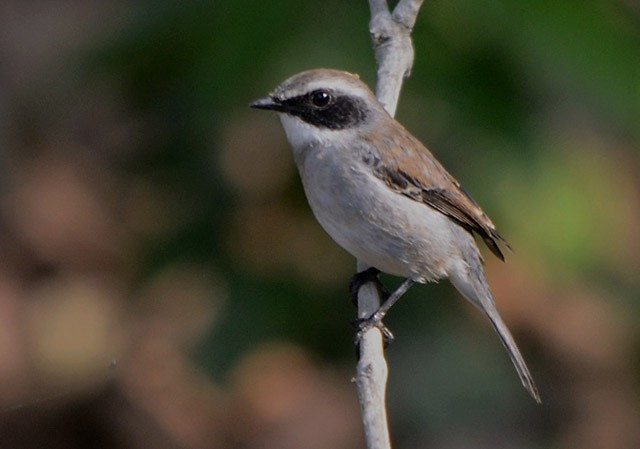 Gray Bushchat - ML377996341