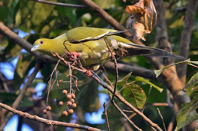 Pin-tailed Green-Pigeon - Raj Phukan